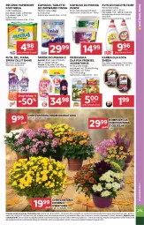 Gazetka promocyjna Stokrotka - Supermarket - Gazetka - ważna od 29.10 do 29.10.2025 - strona 31 - produkty: Warzywa, Pur, Papier, Finish, Chryzantema, Tablet, Friskies, Cillit Bang, Sheba, Ręcznik, Rolki, Foxy, Fairy, Owoce, Kapsułki do prania, Mięso, Adventuros, Fa