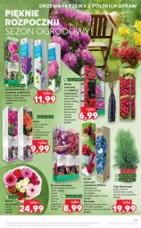 Gazetka promocyjna Kaufland - OFERTA TYGODNIA - Gazetka - ważna od 24.03 do 24.03.2021 - strona 23 - produkty: Por, Borówka, Pigwowiec, Hibiskus, Róża, Stek, Dron, Dzika róża, Aronia, Bukiet, Dereń