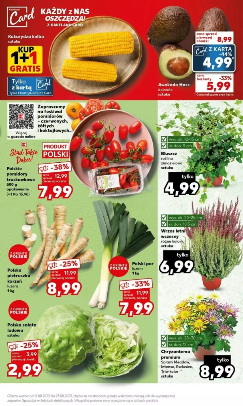 Gazetka promocyjna Kaufland - ważna 21.08 do 27.08.2023 - strona 24 - produkty: Chryzantema