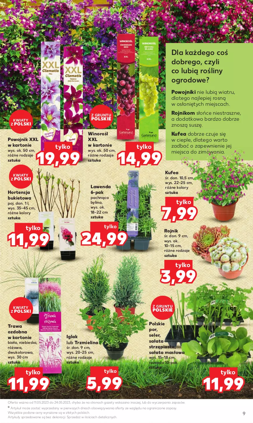 Gazetka promocyjna Kaufland - Kaufland - ważna 11.05 do 24.05.2023 - strona 9 - produkty: Bukiet, Gra, Grunt, Masło, Piast, Por, Sałat, Sałata masłowa, Wino