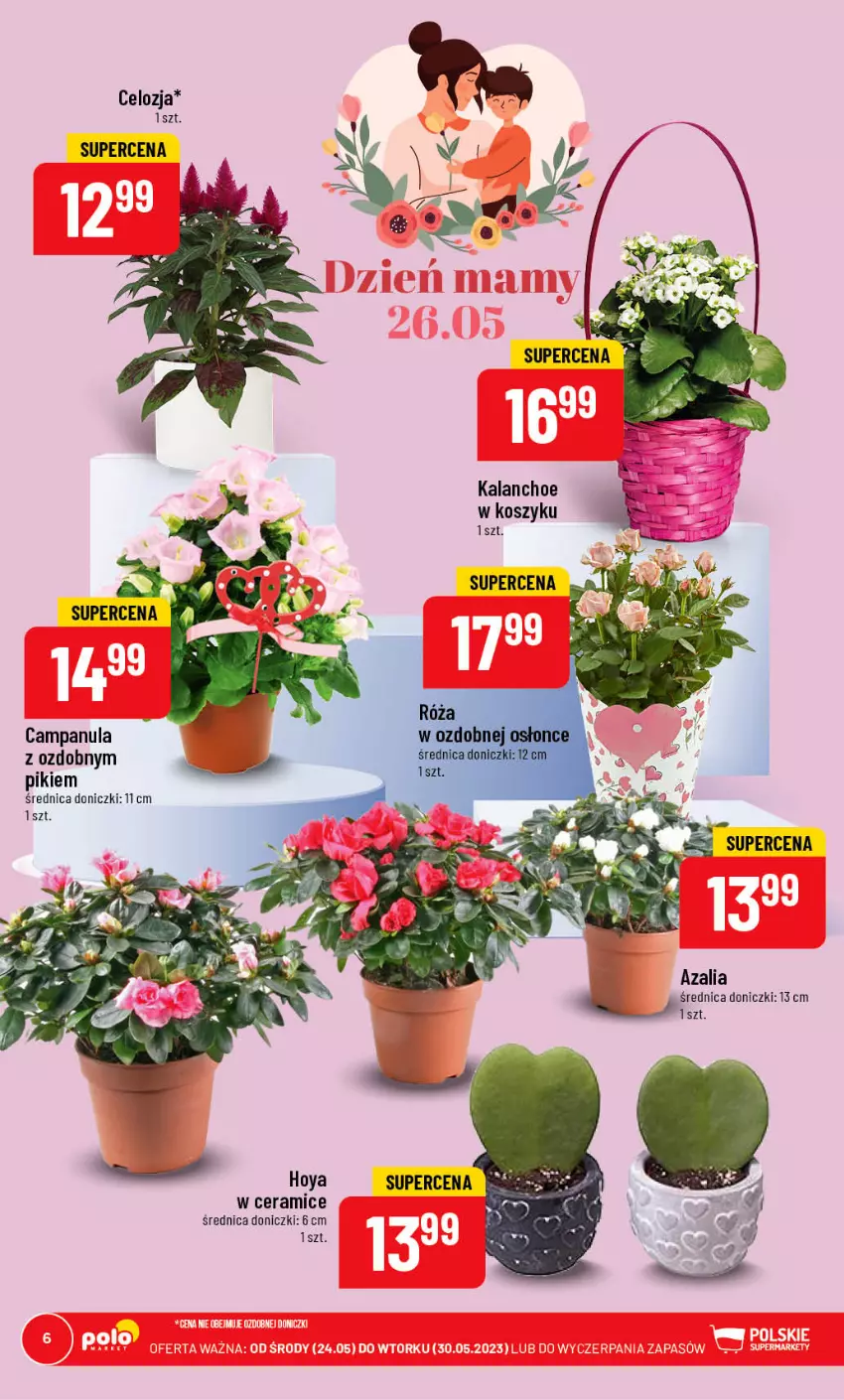 Gazetka promocyjna PoloMarket - Gazetka pomocyjna - ważna 24.05 do 30.05.2023 - strona 6 - produkty: Campanula, Kalanchoe, Kosz