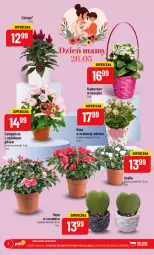 Gazetka promocyjna PoloMarket - Gazetka pomocyjna - Gazetka - ważna od 30.05 do 30.05.2023 - strona 6 - produkty: Campanula, Kosz, Kalanchoe