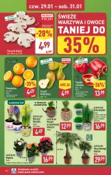 Gazetka promocyjna Aldi - Pełna oferta - Gazetka - ważna od 31.01 do 31.01.2026 - strona 30 - produkty: Piec, Warzywa, Gin, Hiacynt, Pietruszka, Papier, Papryka czerwona, Papryka, Warzywa i owoce, Pomarańcze, Gruszki, Narcyz, Pieczarki krojone, Owoce