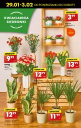 Gazetka promocyjna Biedronka - Od poniedzialku - Gazetka - ważna od 03.02 do 03.02.2024 - strona 20 - produkty: Sok, Gin, Tulipan, Primula, Dron