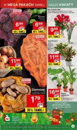 Gazetka promocyjna Delikatesy Centrum - Gazetka DC46 czw-sr - Gazetka - ważna od 29.11 do 29.11.2023 - strona 21 - produkty: Cebula, Sok, Rum, Szlumbergera, Ziemniaki, Bukiet, Mobil