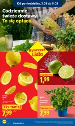 Gazetka promocyjna Lidl - Gazetka ważna od 3.08 do 5.08 - Gazetka - ważna od 05.08 do 05.08.2026 - strona 40 - produkty: Cytryny, Mięta