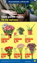 Gazetka promocyjna Lidl - Gazetka ważna od 3.08 do 5.08 - Gazetka - ważna od 05.08 do 05.08.2026 - strona 91 - produkty: Gerber, Bukiet