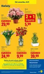 Gazetka promocyjna Lidl - GAZETKA - Gazetka - ważna od 10.01 do 10.01.2026 - strona 49 - produkty: Sok, Por, Gra, Tulipan, Portal, Laur, Mola, Bukiet, Narcyz