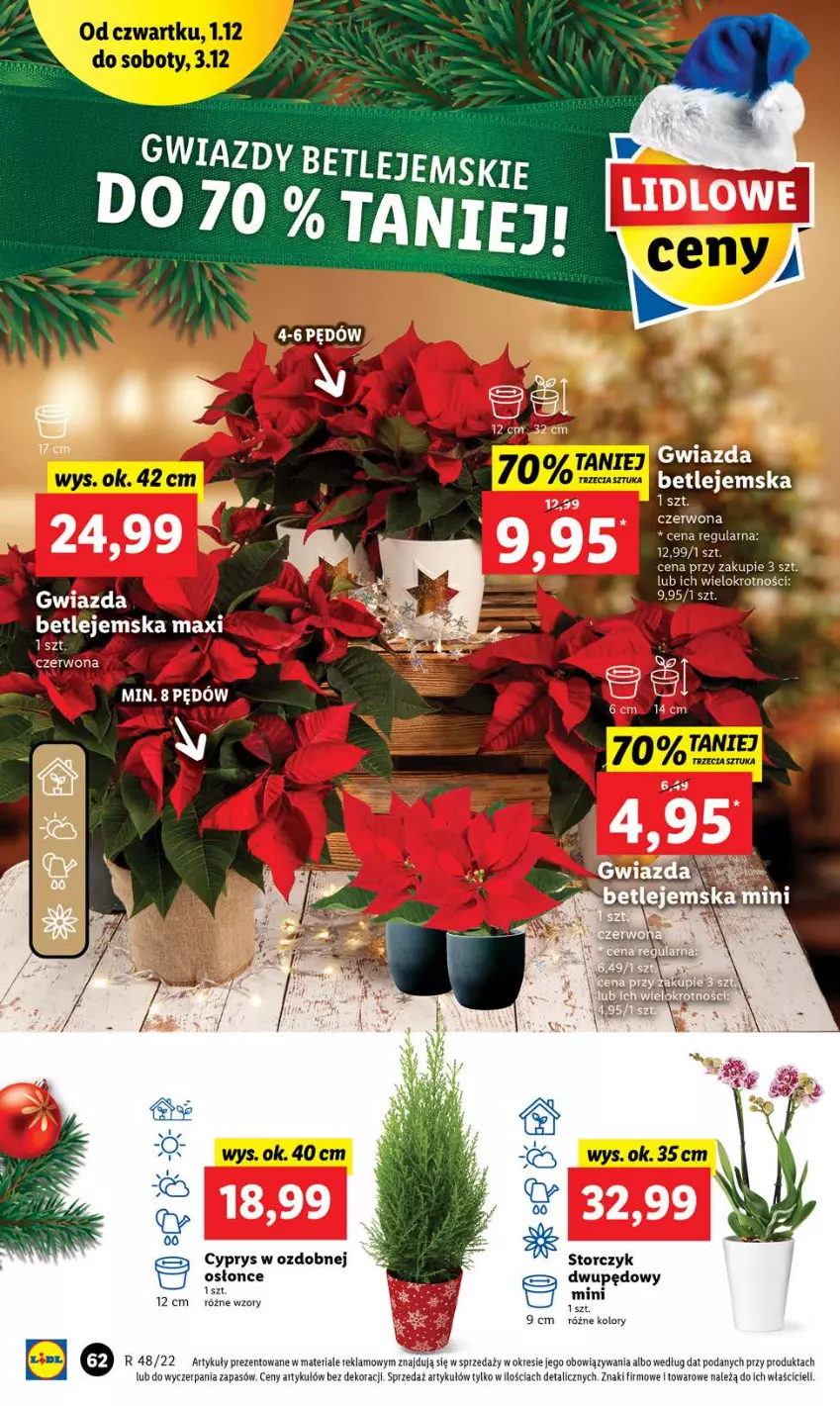 Gazetka promocyjna Lidl - GAZETKA - ważna 01.12 do 03.12.2022 - strona 62 - produkty: Gwiazda, Storczyk