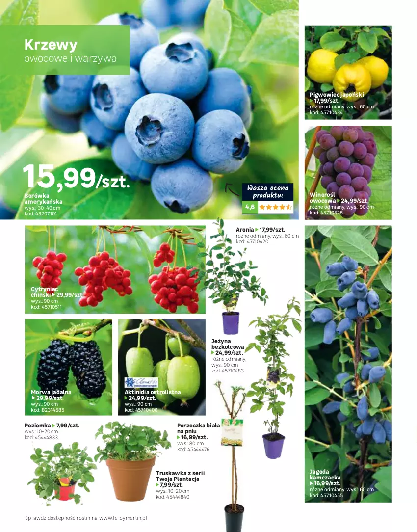 Gazetka promocyjna Leroy Merlin - Katalog ogród 2021 - ważna 04.03 do 30.06.2021 - strona 88 - produkty: Aronia, Borówka, Borówka amerykańska, Keramzyt, Kosz, Mięta, Papryka, Pigwowiec, Pojemnik, Pomidory, Por, Ser, Warzywa, Wino