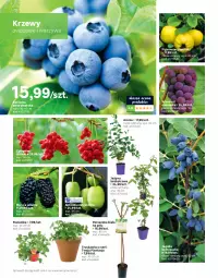 Gazetka promocyjna Leroy Merlin - Katalog ogród 2021 - Gazetka - ważna od 30.06 do 30.06.2021 - strona 88 - produkty: Warzywa, Ser, Por, Borówka, Borówka amerykańska, Pigwowiec, Papryka, Kosz, Pojemnik, Keramzyt, Aronia, Wino, Pomidory, Mięta