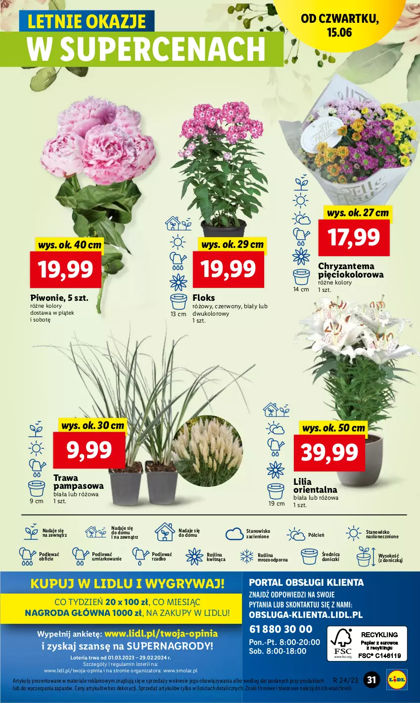 Gazetka promocyjna Lidl - GAZETKA - ważna 15.06 do 17.06.2023 - strona 39 - produkty: Chryzantema, Cień, Gry, Mola, O nas, Piwo, Por, Sok