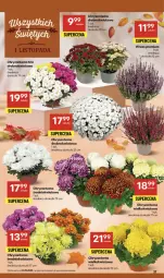 Gazetka promocyjna Delikatesy Centrum - Franczyza DC43 Czwartek - Gazetka - ważna od 29.10 do 29.10.2025 - strona 37 - produkty: Chryzantema