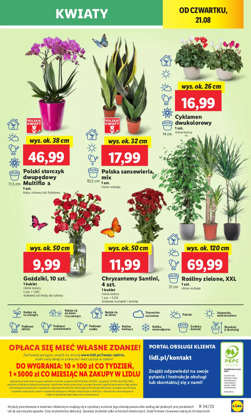 Gazetka promocyjna Lidl - GAZETKA - ważna 21.08 do 23.08.2025 - strona 49 - produkty: Bukiet, Cień, Cyklamen, Gra, Laur, Mola, O nas, Por, Portal, Sok, Storczyk