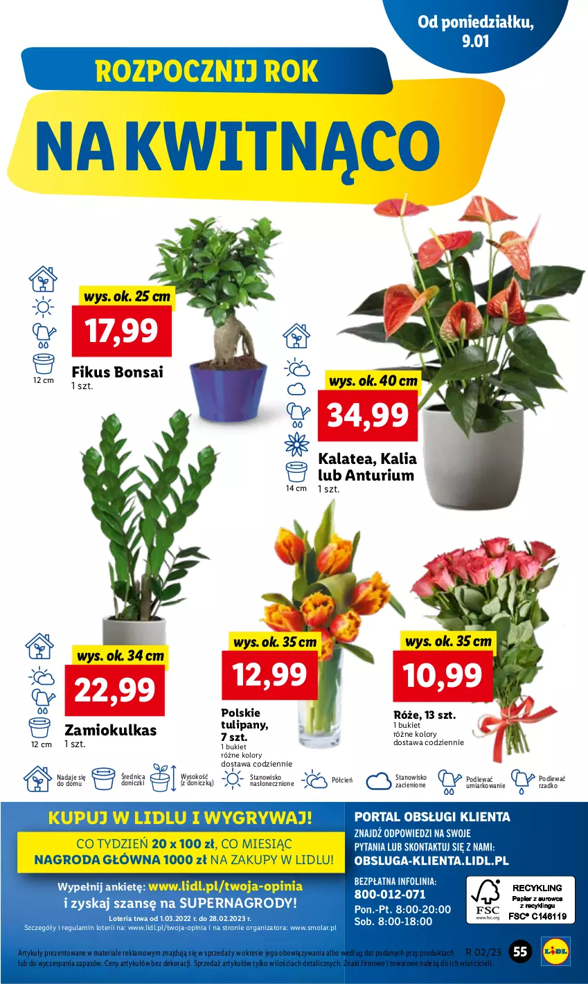 Gazetka promocyjna Lidl - GAZETKA - ważna 09.01 do 11.01.2023 - strona 59 - produkty: Bukiet, Cień, Gry, Mola, O nas, Sok, Tulipan