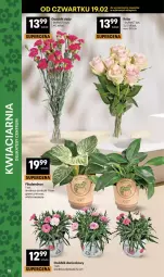 Gazetka promocyjna Delikatesy Centrum - Franczyza DC08 Czwartek - Gazetka - ważna od 25.02 do 25.02.2026 - strona 38 - produkty: Dron, Bukiet