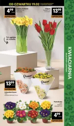 Gazetka promocyjna Delikatesy Centrum - Franczyza DC08 Czwartek - Gazetka - ważna od 25.02 do 25.02.2026 - strona 39 - produkty: Tulipan, Kalanchoe, Bukiet