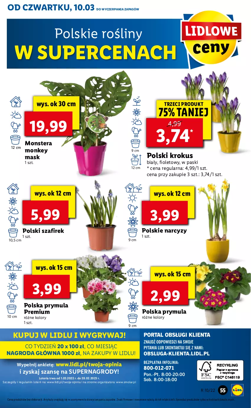 Gazetka promocyjna Lidl - GAZETKA - ważna 10.03 do 13.03.2022 - strona 55 - produkty: Gry, Krokus, Mola, Narcyz, Prymula, Tera