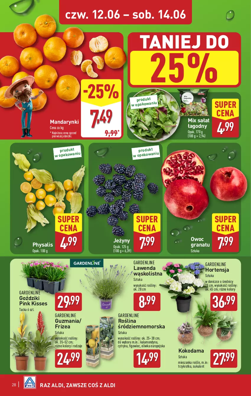 Gazetka promocyjna Aldi - Pełna oferta - ważna 09.06 do 14.06.2025 - strona 28 - produkty: Gra, Granat, Jeżyny, Mandarynki, Sałat, Sok, Sukulent