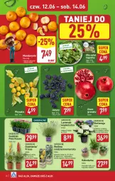 Gazetka promocyjna Aldi - Pełna oferta - Gazetka - ważna od 14.06 do 14.06.2025 - strona 28 - produkty: Mandarynki, Sok, Gra, Granat, Jeżyny, Sałat, Sukulent