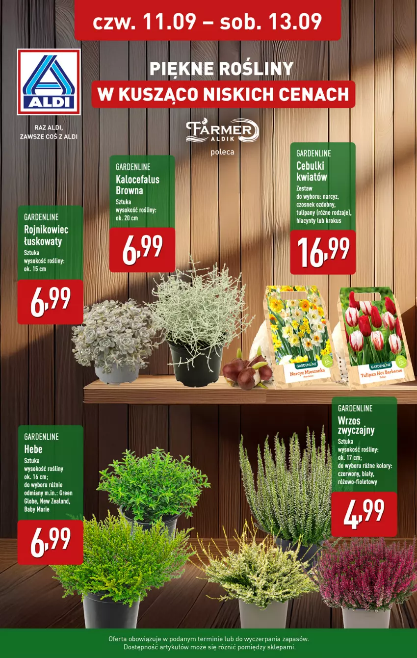 Gazetka promocyjna Aldi - Oferta weekendowa - ważna 11.09 do 13.09.2025 - strona 8