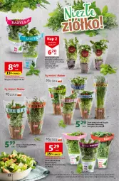 Gazetka promocyjna Auchan - Gazetka Mamy wiosnę Ale jazda! Hipermarket Auchan - Gazetka - ważna od 24.04 do 24.04.2024 - strona 12 - produkty: Pietruszka, Kolendra, Bazyl, Bazylia, Mięta