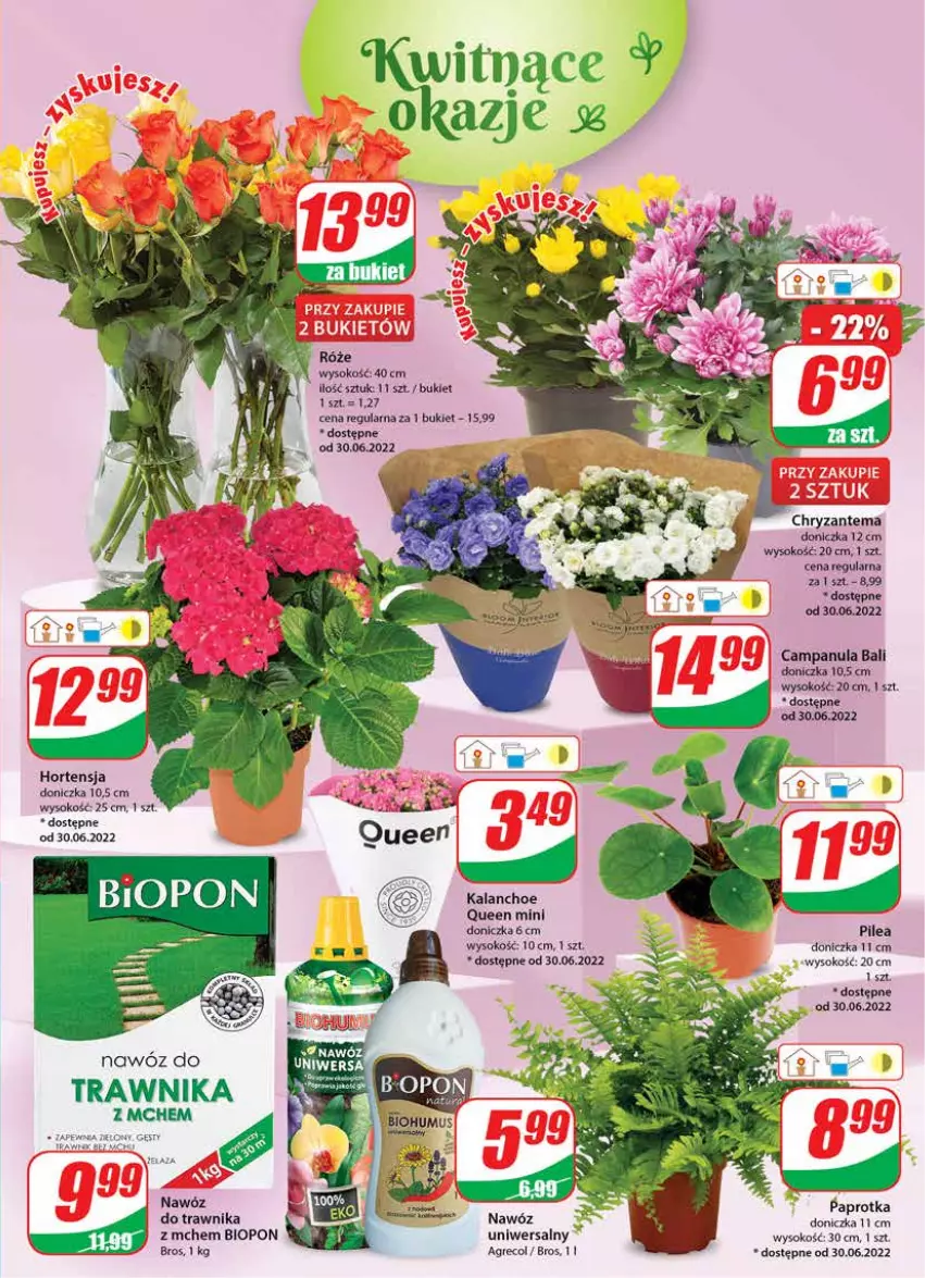 Gazetka promocyjna Dino - Gazetka - ważna 29.06 do 05.07.2022 - strona 19 - produkty: Biohumus, Bukiet, Campanula, Chryzantema, Kalanchoe, Mus, Nawóz, Sok