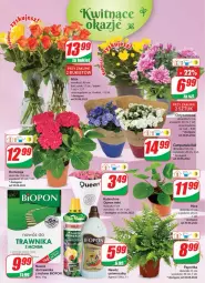 Gazetka promocyjna Dino - Gazetka - Gazetka - ważna od 05.07 do 05.07.2022 - strona 19 - produkty: Campanula, Sok, Mus, Biohumus, Chryzantema, Kalanchoe, Bukiet, Nawóz